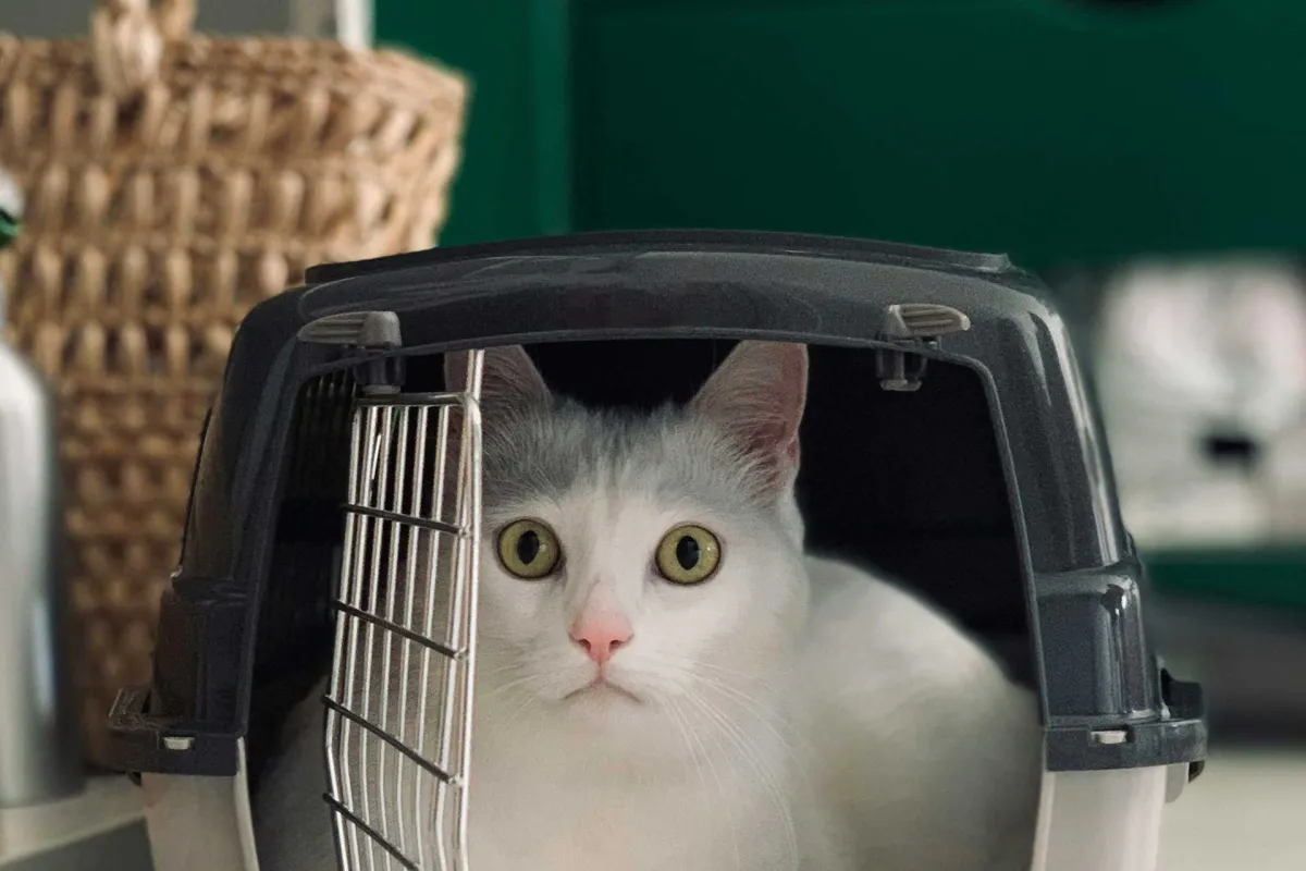 Petcage